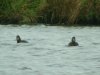 Scaup at Paglesham Lagoon (Steve Arlow) (96904 bytes)